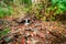 Vibrant Autumn Stream Marquette Michigan