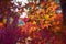 Vibrant autumnal Japanese maple foliage illuminated by the warm golden sunlight.
