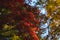 Vibrant autumnal scene featuring a tree branch laden with red leaves, South Korea