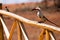 Vibrant Avian Beauty: Northern Red-billed Hornbill Perched on a wooden fence in a kenyan reserve