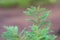 Vibrant baby pine tree blurry bokeh