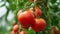 Vibrant  Backdrop Showcasing Luscious Red Ripe Tomatoes Cultivated in a Greenhouse