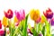 Vibrant background of colourful spring tulips