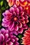 Vibrant background of pink and orange dahlia flowers and leaves. Floral and feminine decoration. Genrative AI