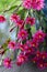 Vibrant backlit pink flowers of the Zygocactus Hatiora gaertneri, family Rhipsalideae