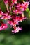 Vibrant backlit pink flowers of the Zygocactus Hatiora gaertneri, family Rhipsalideae