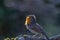 Vibrant Backlit Robin with Orange and Grey Plumage, Singing on Branch.