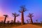 Vibrant Baobabs