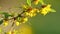 Vibrant barberry branches sway gently in sunny weather