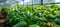 Vibrant basil plants thriving in greenhouse with fragrant, lush leaves perfect for picking