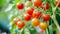 Vibrant  Beauties: Exquisite Red Cherry Tomatoes Thrive in Greenhouse Splendor