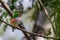 Vibrant and beautiful The Cuban Tody (Todus multicolor) perched on a tree twig in spring