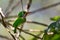 Vibrant and beautiful The Cuban Tody (Todus multicolor) perched on a tree twig in spring