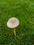 vibrant and beautifull wild mushroom in the green grass and the winter season