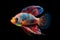 Vibrant beauty of a Cichlid which is renowned for its striking coloration and dynamic fin structure on black background. isolated