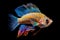 Vibrant beauty of a Cichlid which is renowned for its striking coloration and dynamic fin structure on black background. isolated
