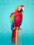 Vibrant beauty of a parrot in a minimalist studio setup,