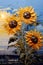 vibrant beauty of sunflower fields with this thick paint painting on canva