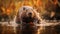 Vibrant Beaver Portrait In Golden Light With Motion Blur