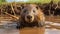 Vibrant Beaver Swimming In Muddy Water - Characterful Animal Portrait