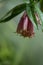 Vibrant bell flower surrounded by lush green foliage