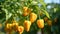 Vibrant bell paprika harvest growing on an open plantation during a beautiful summer day.