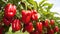 Vibrant bell paprika harvest growing on a sprawling open plantation under the warm summer sun.