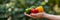 Vibrant bell peppers held in hand, colorful pepper selection on blurred background with copy space