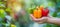 Vibrant bell peppers held in hand, colorful selection on blurred background with copy space