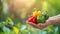 Vibrant bell peppers held in hand, colorful selection on blurred background with copy space