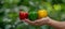 Vibrant bell peppers held in hand, selection on blurred background with copy space