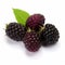 Vibrant Berries: Blackberries, Raspberries, And Mulberries On White Background