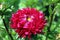 Vibrant big red aster flower photographed close-up on a white background