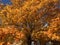 Vibrant Big Tree With Pretty Orange Leaves Fall Foliage in Autumn in November