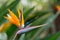 Vibrant Bird of Paradise flower with lush green foliage in the background.