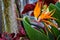 Vibrant Bird of Paradise Flower in Lush Greenhouse Garden