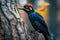 Vibrant Black and Blue Woodpecker Perched on a Tree Trunk in a Serene Forest Setting