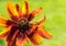 A vibrant Black Eyed Susan flower captured in macro