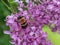 Vibrant Black and Yellow Bumblebee on Purple Lilac Bush in Sprin