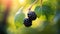 Vibrant Blackberry Plants Hanging Against Bright Sunlight