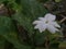 Vibrant blooming flower with delicate petals and fresh green foliage