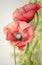 Vibrant Blooms: A Military Tribute in Red Poppy Hues