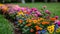 Vibrant Blossoms and Lush Foliage in a Colorful Flower Garden: Blooming Beauty