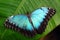 Vibrant blue butterfly