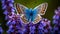 Vibrant Blue Butterfly On Purple Flowers: Stunning Macro Photography