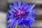 Vibrant blue cornflower with delicate petals