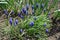 Vibrant blue flowers of Armenian grape hyacinths