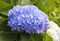 Vibrant blue hydrangea blossom and backlit leaf