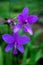 Vibrant blue  lilac flowers