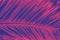 Vibrant blue and pink neon palm leaves. Vaporwave retro pattern for design